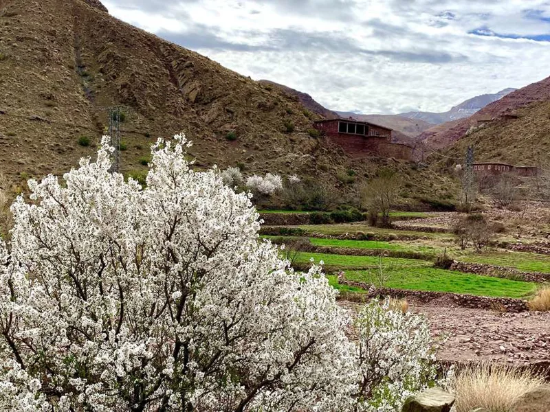 Almond blossom in spring