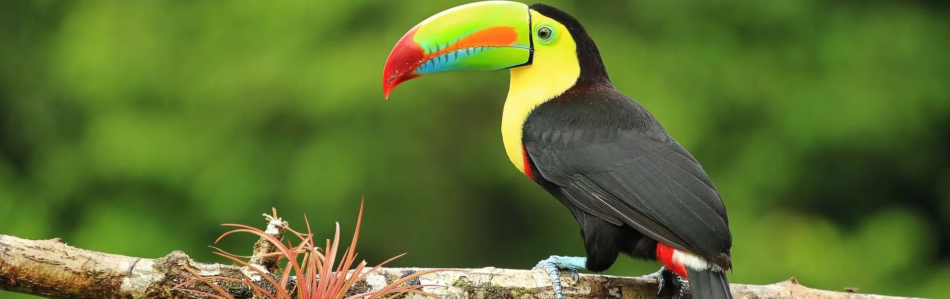 bcc-banner[1]