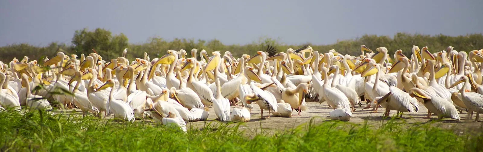 djoudj-bird-reserve_2[1]