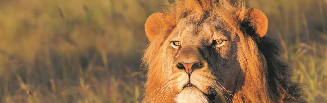 lion-foa-banner-resized-v2[1]