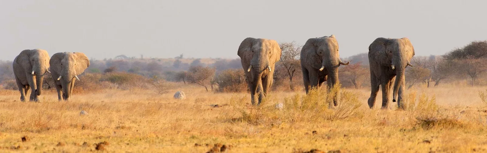 elephants-banner-bw[1]