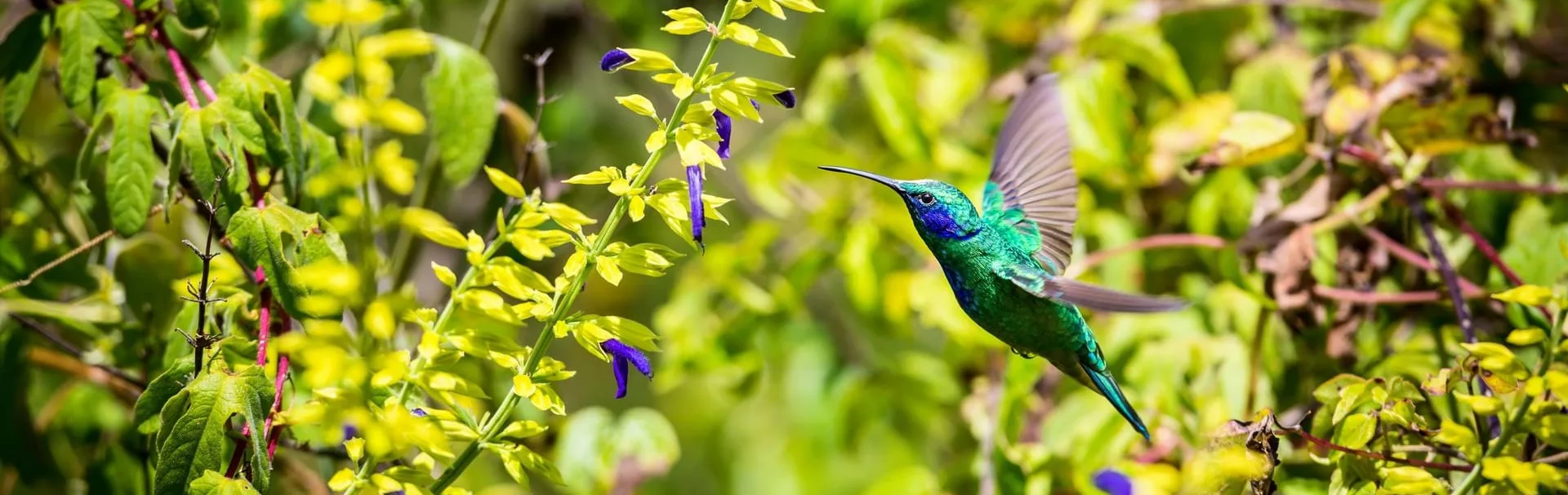 hummingbird-banner[1]