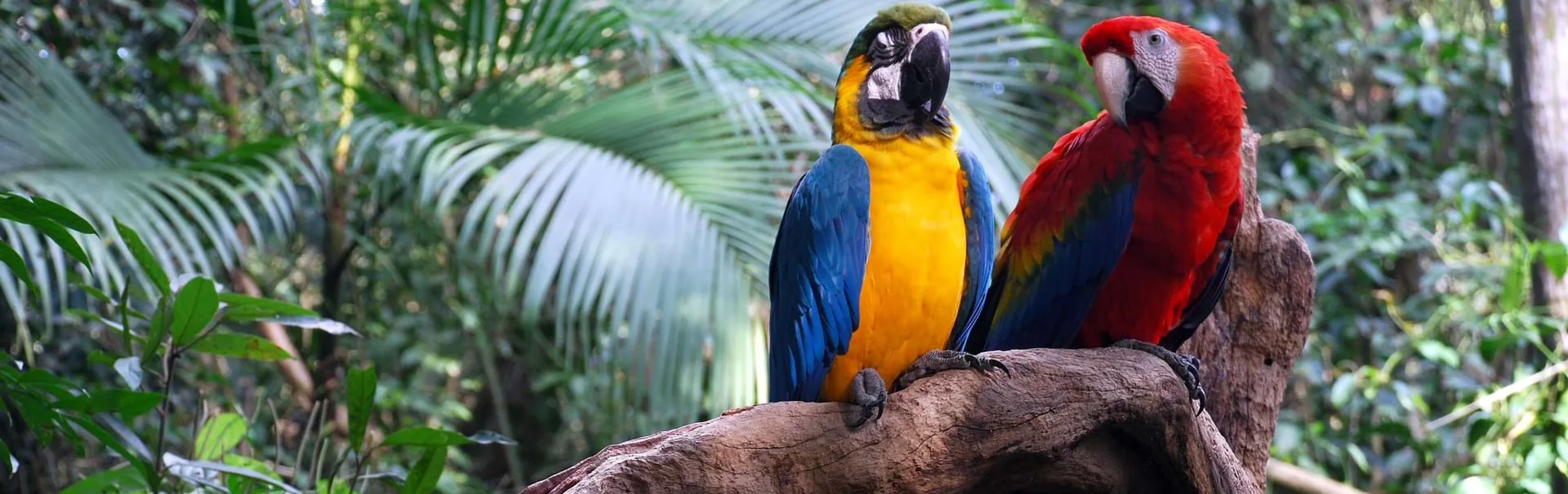 shutterstock_35093101-amazon-banner[1]