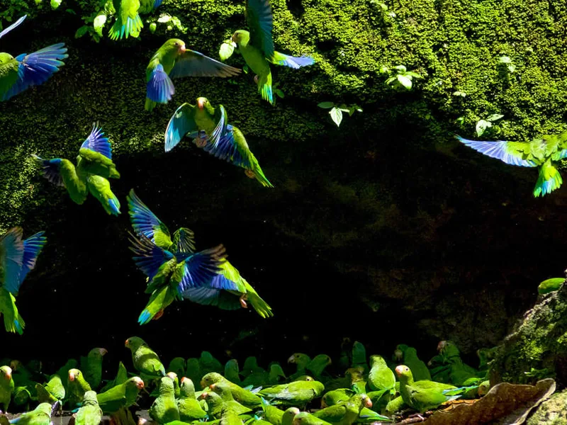 Parrots at a clay lick