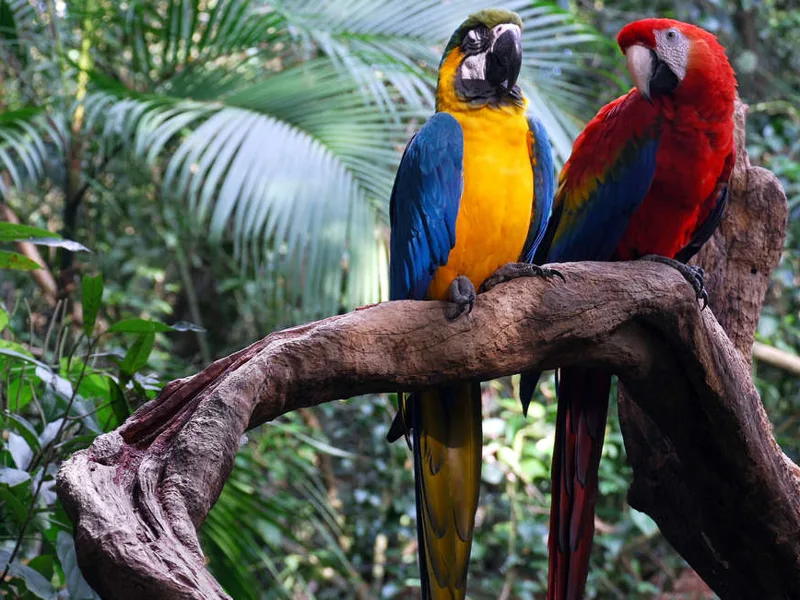 Macaws