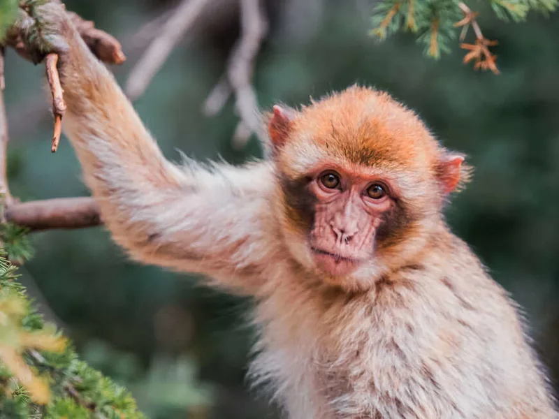 Barbary macaque in the cedar forest of Azrou